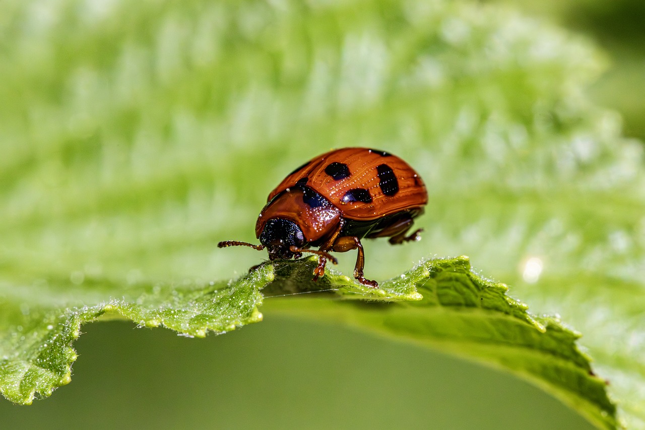 Natural Pest Control - Methods and Benefits